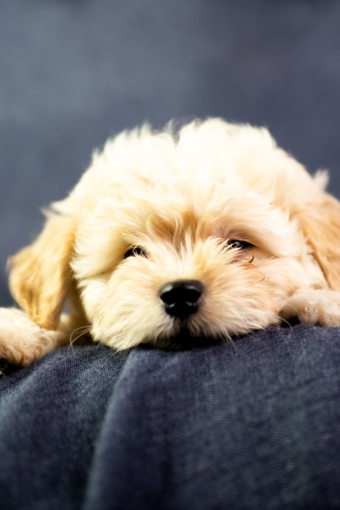 Bürohund Lillyl 2020